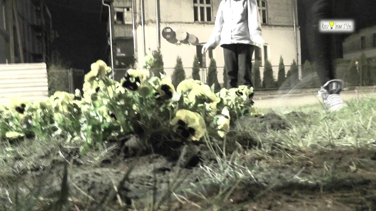 PARTYZANTKA OGRODNICZA