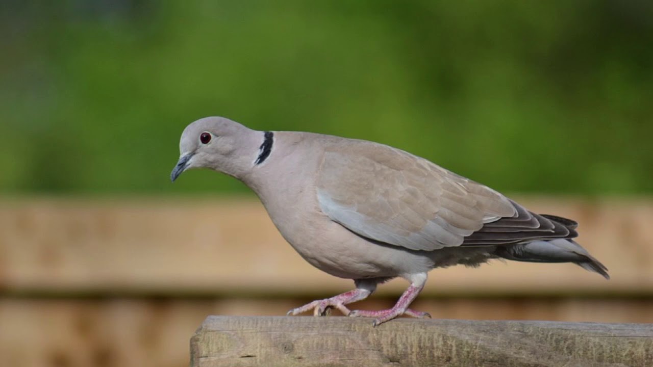 WSPIERAJMY STRONĘ PRZYRODY ODC. PTAKI W NASZYM MIEŚCIE