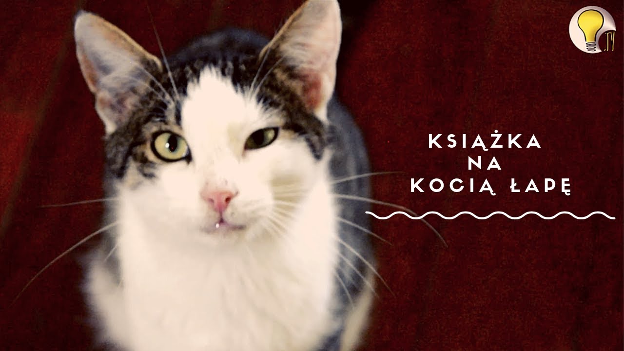 KSIĄŻKA NA KOCIĄ ŁAPĘ