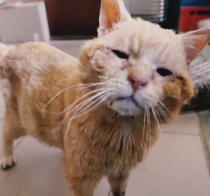 PIK POK, ZEUS, CIASTEK