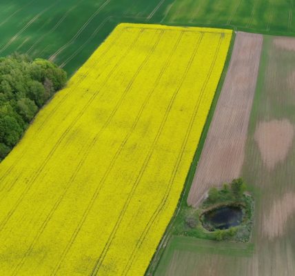Brassica napus var. napus