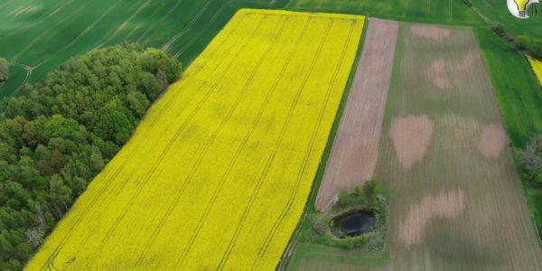 Brassica napus var. napus