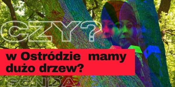 CZY W OSTRÓDZIE MAMY DUŻO DRZEW? SONDA
