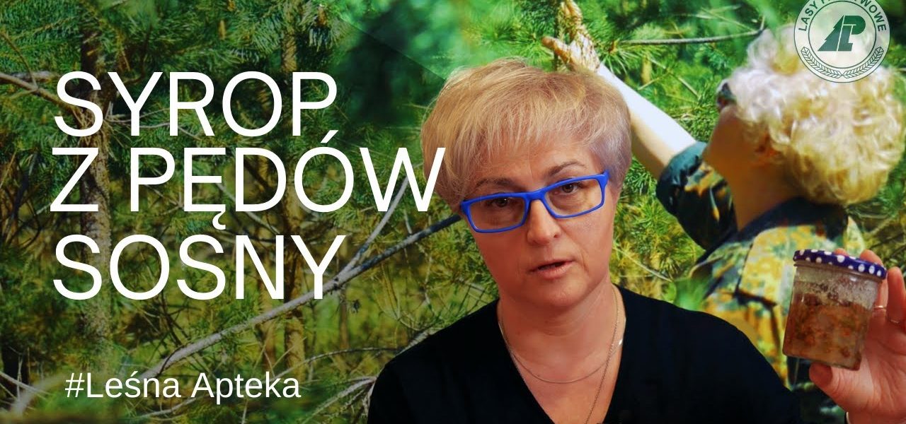 Czy wiesz jak zrobić syrop z pędów sosny? Pokochaj swój las. #2