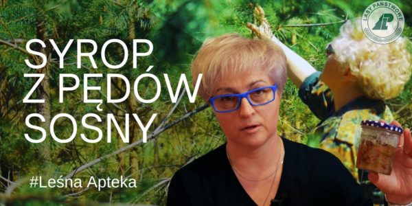 Czy wiesz jak zrobić syrop z pędów sosny? Pokochaj swój las. #2