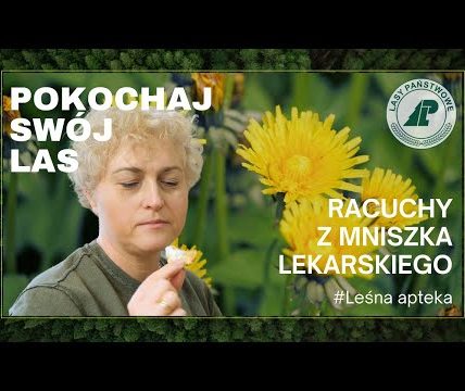 Jak zrobić racuchy z mniszka lekarskiego? #Leśna apteka. Pokochaj swój las #5