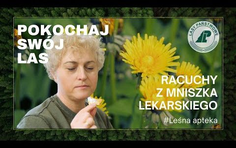 Jak zrobić racuchy z mniszka lekarskiego? #Leśna apteka. Pokochaj swój las #5
