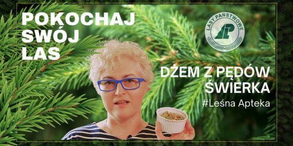 Jak zrobić dżem z pędów świerka? #Leśna apteka. Pokochaj swój las #4