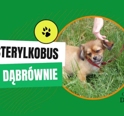 STERYLKOBUS W DĄBRÓWNIE