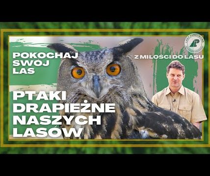 Jak rozpoznać PTAKI DRAPIEŻNE? Hipnotyzujące spojrzenie PUCHACZA, czy opierzone skoki ORLIKA?