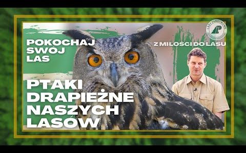 Jak rozpoznać PTAKI DRAPIEŻNE? Hipnotyzujące spojrzenie PUCHACZA, czy opierzone skoki ORLIKA?
