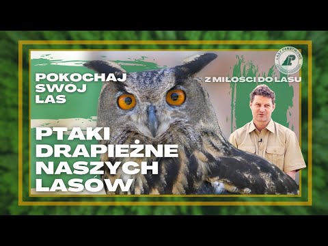 Jak rozpoznać PTAKI DRAPIEŻNE? Hipnotyzujące spojrzenie PUCHACZA, czy opierzone skoki ORLIKA?