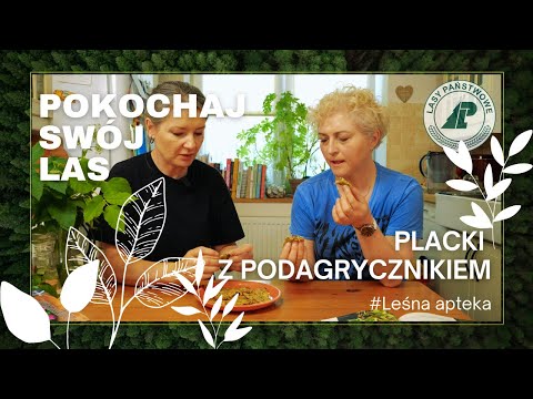Jak zrobić placki z podagrycznikiem? Leśna apteka. Pokochaj swój las #9