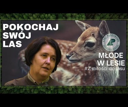 Młode w lesie. Pokochaj swój las #8