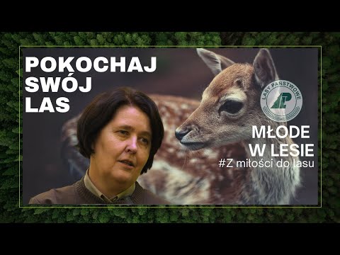 Młode w lesie. Pokochaj swój las #8