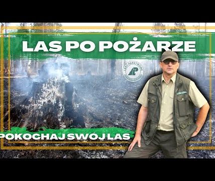 JAK PŁONIE LAS? 99 na 100 POŻARÓW w lesie PRZYCZYNĄ jest człowiek. Akcja gaszenia w leśnictwie.