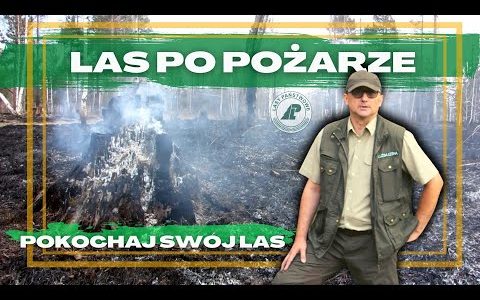 JAK PŁONIE LAS? 99 na 100 POŻARÓW w lesie PRZYCZYNĄ jest człowiek. Akcja gaszenia w leśnictwie.