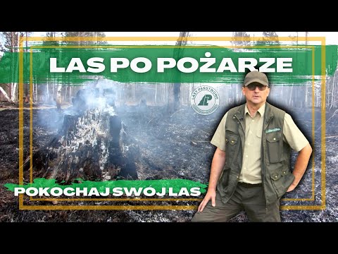 JAK PŁONIE LAS? 99 na 100 POŻARÓW w lesie PRZYCZYNĄ jest człowiek. Akcja gaszenia w leśnictwie.