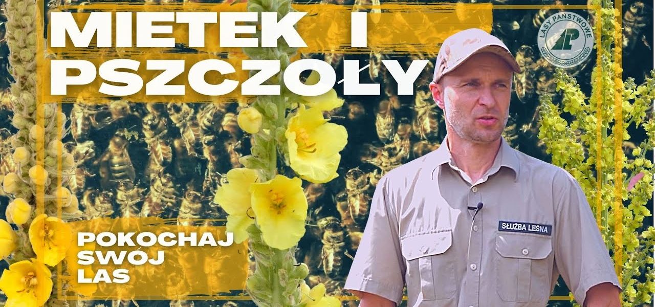 Przyjaźń z pszczołami zaczął od wstrząsu ANAFILAKTYCZNEGO. Mietek i Pszczoły. WIELKI DZIEŃ PSZCZÓŁ.