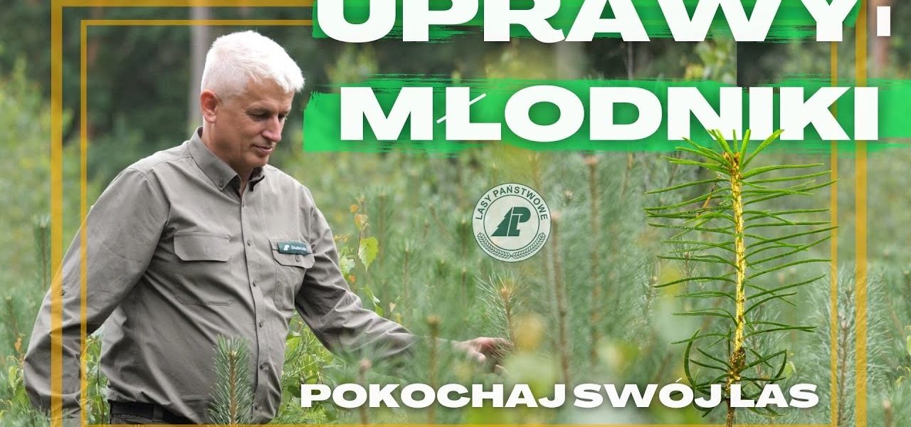 Co mówią LEŚNICY na temat SADZENIA LASU? FAKTY czy MITY na temat wycinania, odtwarzania i ZAGROŻEŃ?
