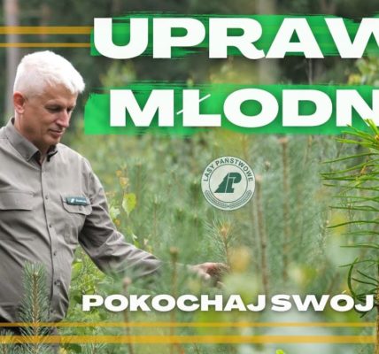 Co mówią LEŚNICY na temat SADZENIA LASU? FAKTY czy MITY na temat wycinania, odtwarzania i ZAGROŻEŃ?