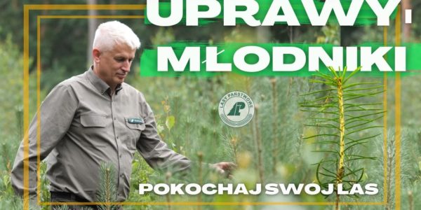 Co mówią LEŚNICY na temat SADZENIA LASU? FAKTY czy MITY na temat wycinania, odtwarzania i ZAGROŻEŃ?