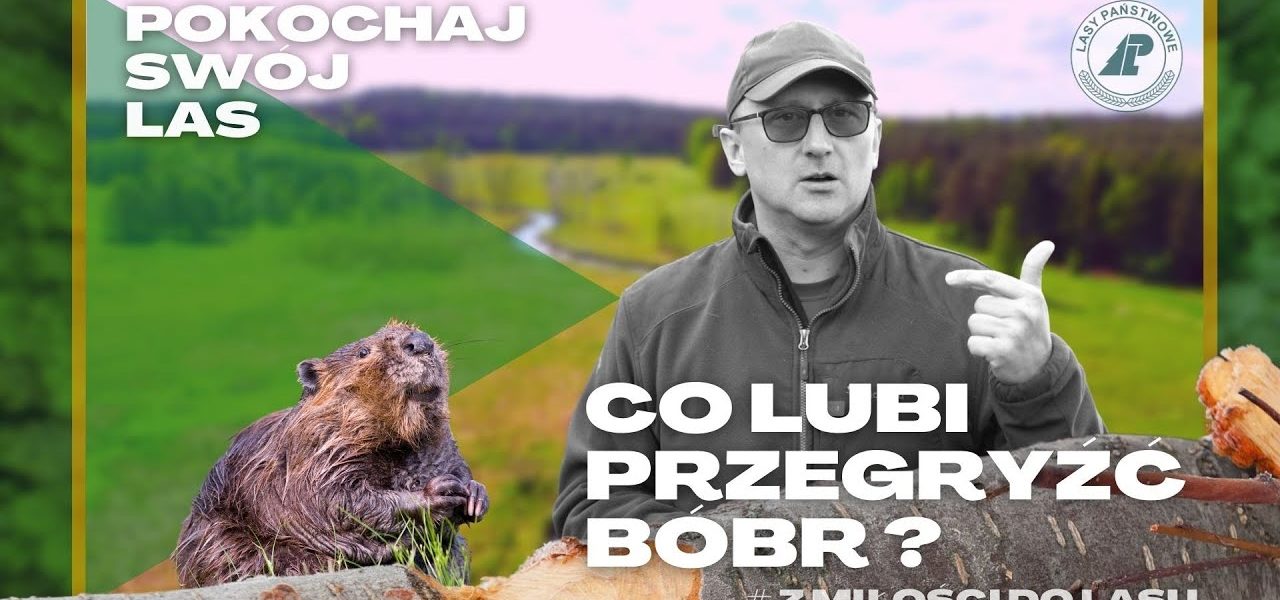 Odkrywamy TAJEMNICE bobrów!  Co lubią przegryźć NAJWIĘKSZE GRYZONIE w Polsce o 15 cm SIEKACZACH? #20