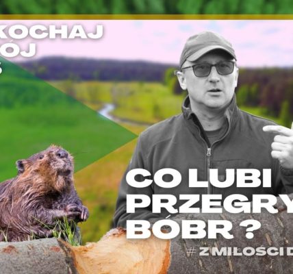 Odkrywamy TAJEMNICE bobrów!  Co lubią przegryźć NAJWIĘKSZE GRYZONIE w Polsce o 15 cm SIEKACZACH? #20