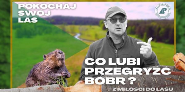 Odkrywamy TAJEMNICE bobrów!  Co lubią przegryźć NAJWIĘKSZE GRYZONIE w Polsce o 15 cm SIEKACZACH? #20