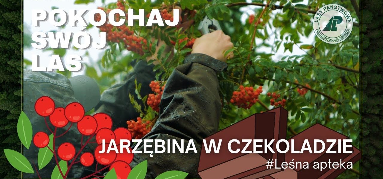 Nie uwierzysz, że JARZĘBINĘ MOŻNA ZJEŚĆ!  NAJELPIEJ smakuje w CZEKOLADZIE. Kucharze są w szoku #24