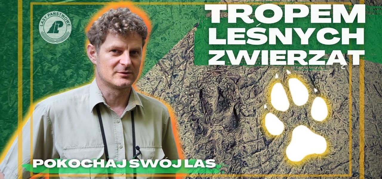 Czy umiesz wytropić wilka, dzika lub borsuka? Naucz się podążać tropem leśnych zwierząt.