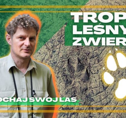 Czy umiesz wytropić wilka, dzika lub borsuka? Naucz się podążać tropem leśnych zwierząt.