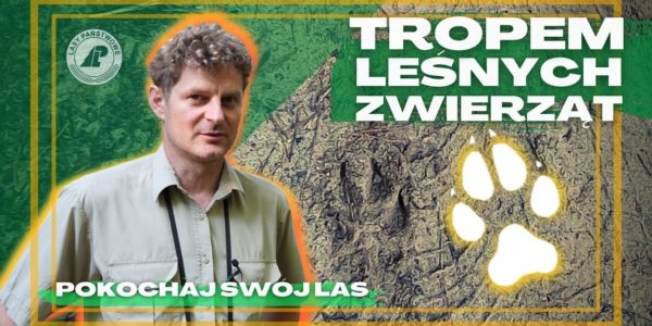 Czy umiesz wytropić wilka, dzika lub borsuka? Naucz się podążać tropem leśnych zwierząt.