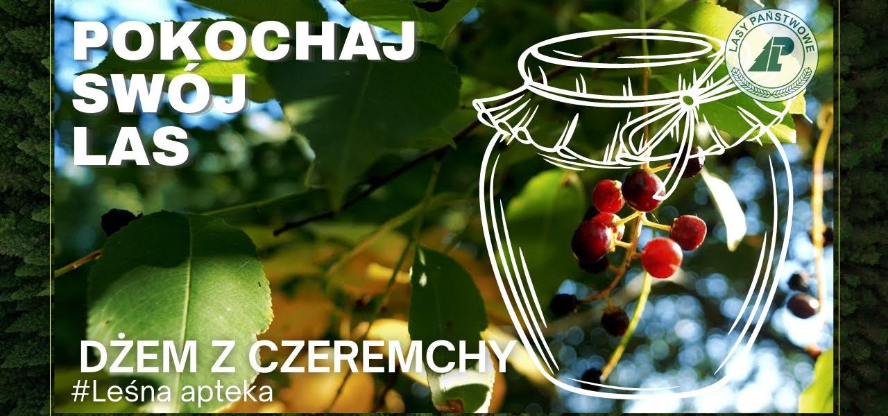 Czeremcha! Ma wiele zdrowotnych właściwości a my pokażemy jak zrobić z niej DŻEM? #Leśna apteka