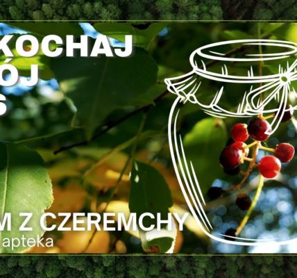 Czeremcha! Ma wiele zdrowotnych właściwości a my pokażemy jak zrobić z niej DŻEM? #Leśna apteka