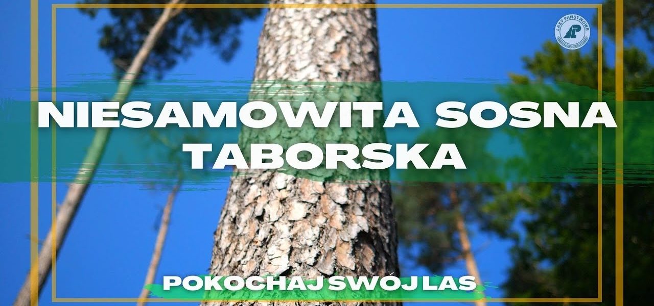 Ta sosna rośnie tylko W JEDNYM MIEJSCU NA ZIEMI - na Mazurach k/OSTRÓDY - Sosna Taborska#25