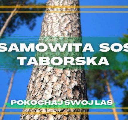 Ta sosna rośnie tylko W JEDNYM MIEJSCU NA ZIEMI - na Mazurach k/OSTRÓDY - Sosna Taborska#25