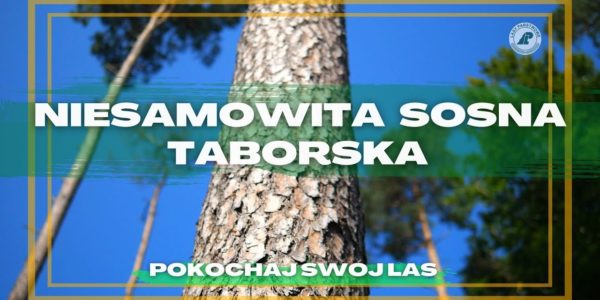 Ta sosna rośnie tylko W JEDNYM MIEJSCU NA ZIEMI - na Mazurach k/OSTRÓDY - Sosna Taborska#25