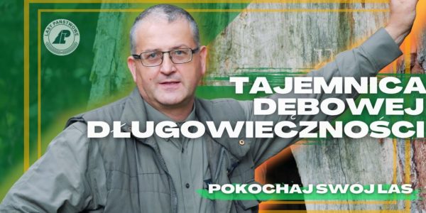 Czy wiesz DLACZEGO DĘBY żyją tak długo? i Jak zostają POMNIKAMI PRZYRODY?
