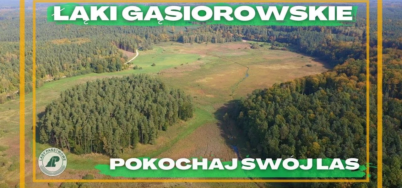 Co się stało z dawnym jeziorem i jak powstały Łąki Gąsiorowskie? Pokochaj swój las #36