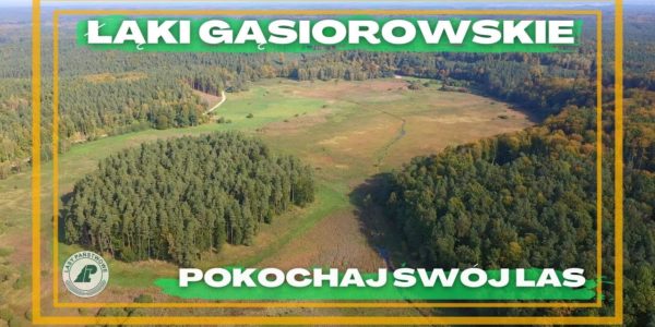 Co się stało z dawnym jeziorem i jak powstały Łąki Gąsiorowskie? Pokochaj swój las #36