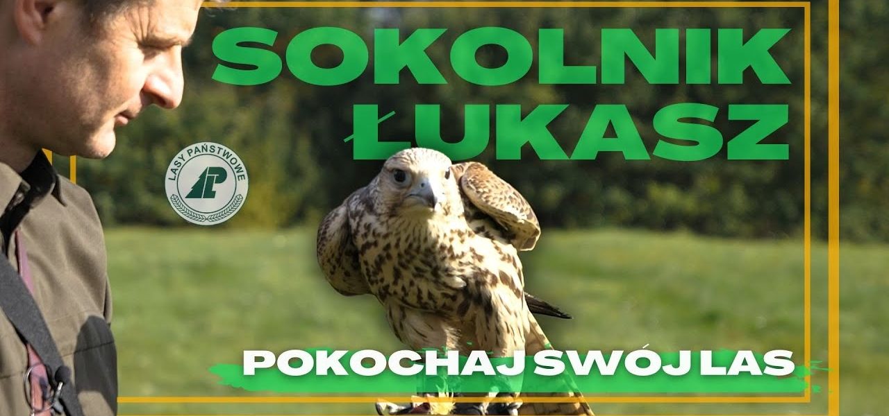 Czy wiecie, że SOKOŁY są jednymi z NAJSZYBSZYCH ZWIERZĄT na świecie i osiągają PRĘDKOŚĆ do 300km/h?