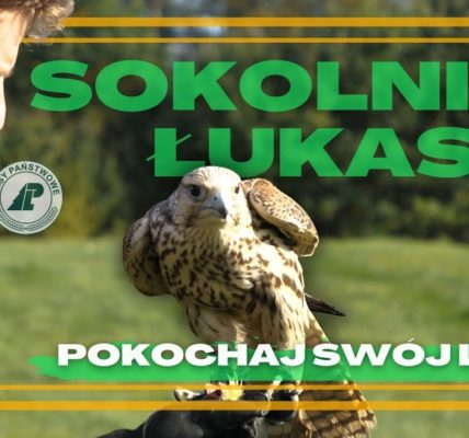 Czy wiecie, że SOKOŁY są jednymi z NAJSZYBSZYCH ZWIERZĄT na świecie i osiągają PRĘDKOŚĆ do 300km/h?