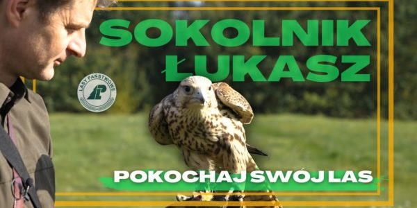 Czy wiecie, że SOKOŁY są jednymi z NAJSZYBSZYCH ZWIERZĄT na świecie i osiągają PRĘDKOŚĆ do 300km/h?