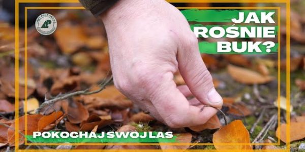 NIE UWIERZYSZ jak rośnie BUK? Jak wyglądają LASY BUKOWE? Co to jest NATURALNE ODNOWENIE BUKA? #38