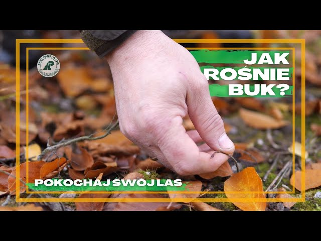 NIE UWIERZYSZ jak rośnie BUK? Jak wyglądają LASY BUKOWE? Co to jest NATURALNE ODNOWENIE BUKA? #38