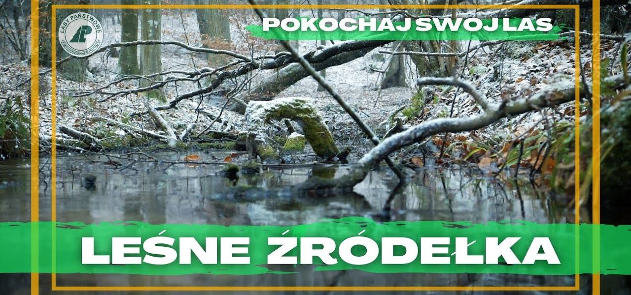 leśne źródełka #46