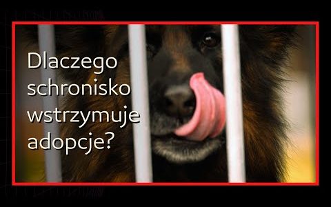 Schronisko w Lubajnach wstrzymuje adopcje w grudniu. Zwierzę to nie prezent na święta.