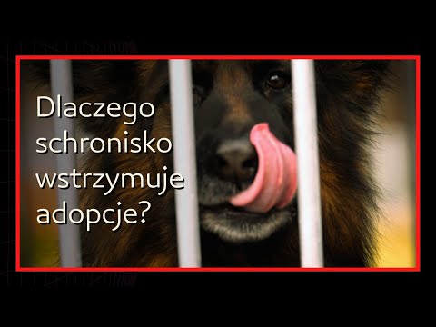 Schronisko w Lubajnach wstrzymuje adopcje w grudniu. Zwierzę to nie prezent na święta.